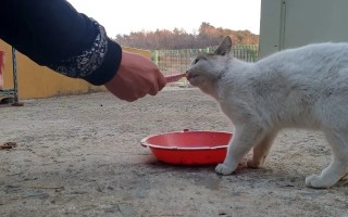 流浪猫被喂食物后带孩子找上门