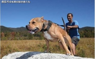 1.坚韧不拔，如比特犬