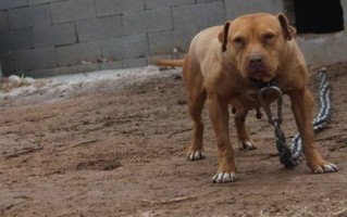 比特犬和藏獒哪个更厉害