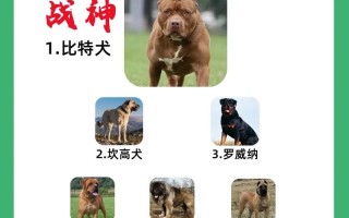 比特犬的真相了解这位忠诚的伙伴