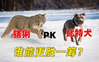 比特犬和熊哪个厉害