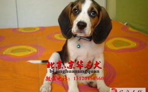 比格犬多少钱一只?