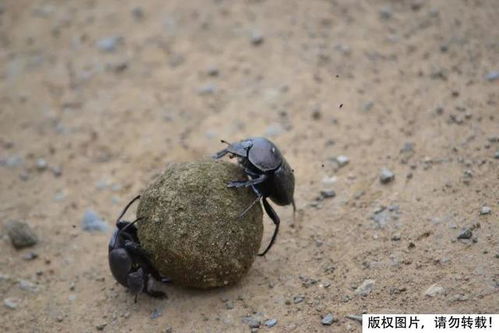 自然界的工程师屎壳郎与粪球的奇妙之旅-第1张图片-牛市财经 