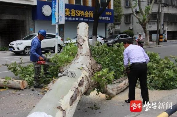 悲剧瞬间，上海行道树被强风吹断，骑手小哥不幸身亡-第1张图片-牛市财经 