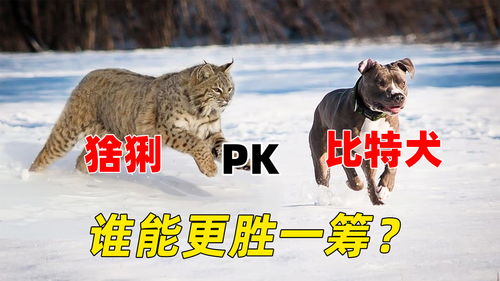 比特犬和熊哪个厉害-第1张图片-牛市财经 