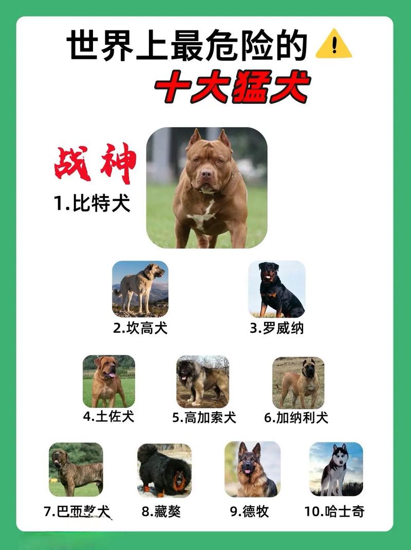 比特犬的真相了解这位忠诚的伙伴-第1张图片-牛市财经 