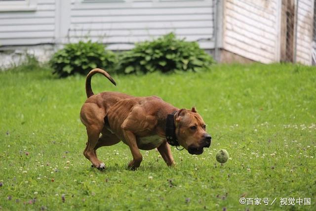 比特犬没有任何痛觉吗-第1张图片-牛市财经 