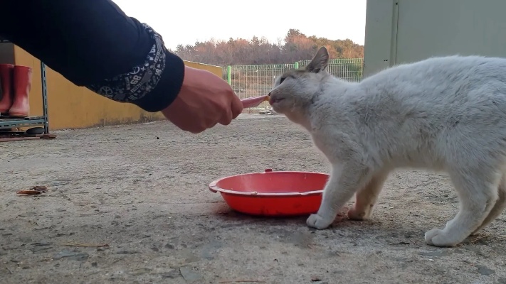 流浪猫被喂食物后带孩子找上门-第1张图片-牛市财经 