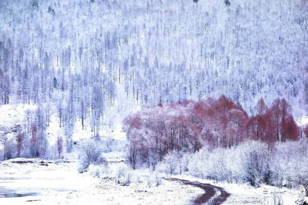 东北局地的雪，紫境之舞-第1张图片-牛市财经 